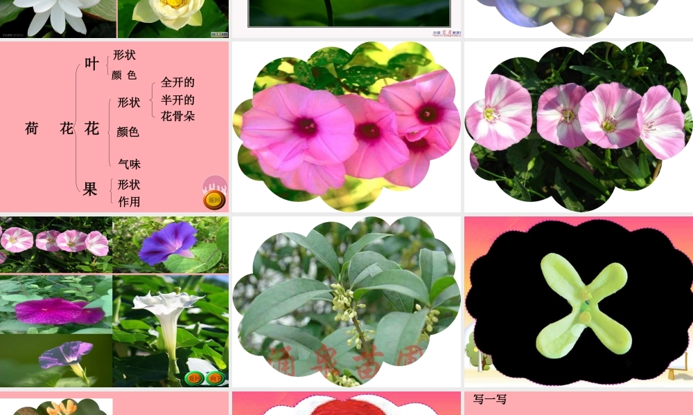 三年级语文上册 花课件 湘教版-湘教版小学三年级上册语文课件