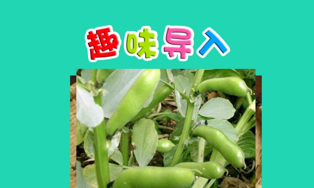 三年级语文上册 第二单元 8 蚕豆花儿（第1课时）课件 冀教版-冀教版小学三年级上册语文课件