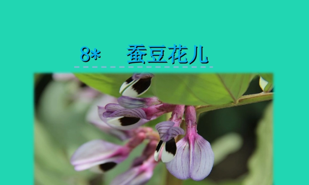 三年级语文上册 第二单元 8 蚕豆花儿课件 冀教版