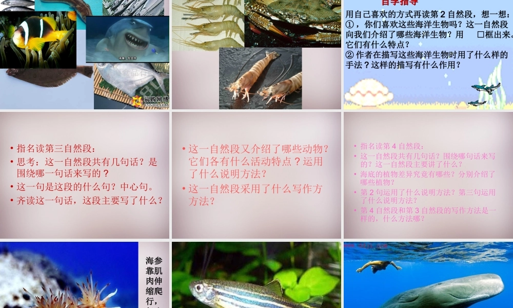 三年级语文上册《海底世界》课件2 语文A版-语文A版小学三年级上册语文课件