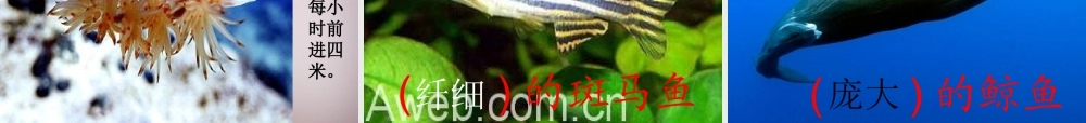 三年级语文上册《海底世界》课件2 语文A版-语文A版小学三年级上册语文课件