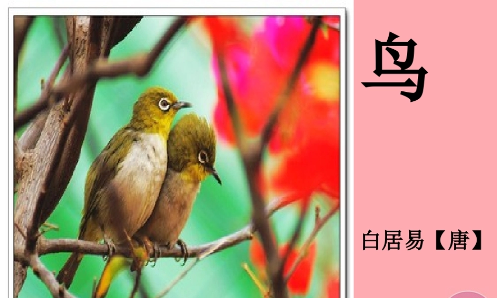 三年级语文上册 第九单元 鸟课件1 长春版-长春版小学三年级上册语文课件