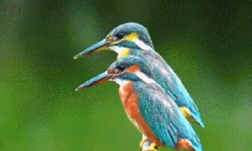 三年级语文上册 第九单元 鸟课件2 长春版-长春版小学三年级上册语文课件