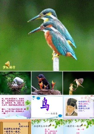 三年级语文上册 第九单元 鸟课件2 长春版-长春版小学三年级上册语文课件