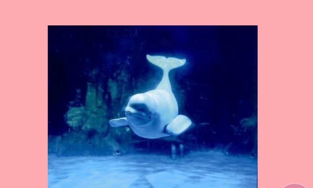 三年级语文上册 第九单元 喜爱音乐的白鲸课件4 长春版-长春版小学三年级上册语文课件