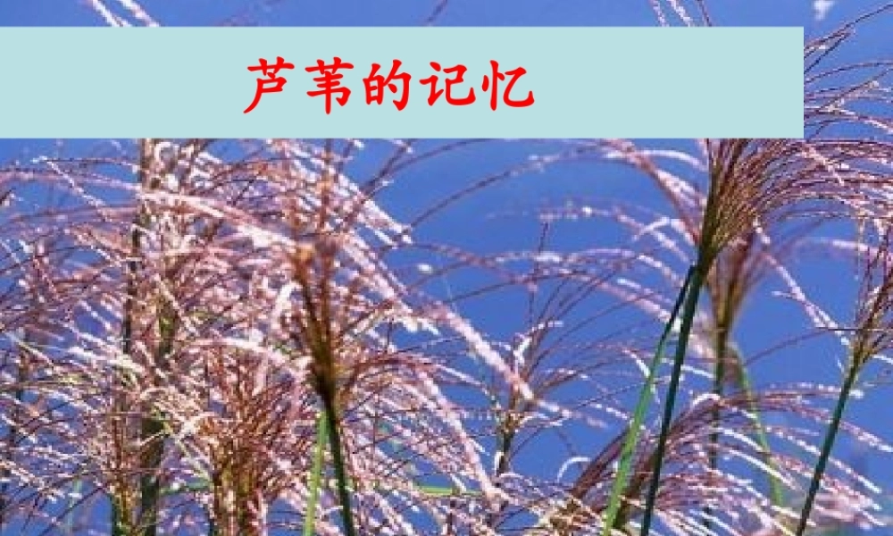 三年级语文上册 第六单元 17芦苇的记忆课件 鄂教版
