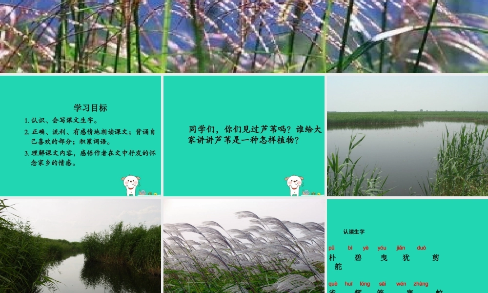 三年级语文上册 第六单元 17芦苇的记忆课件 鄂教版