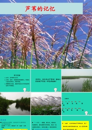 三年级语文上册 第六单元 17芦苇的记忆课件 鄂教版