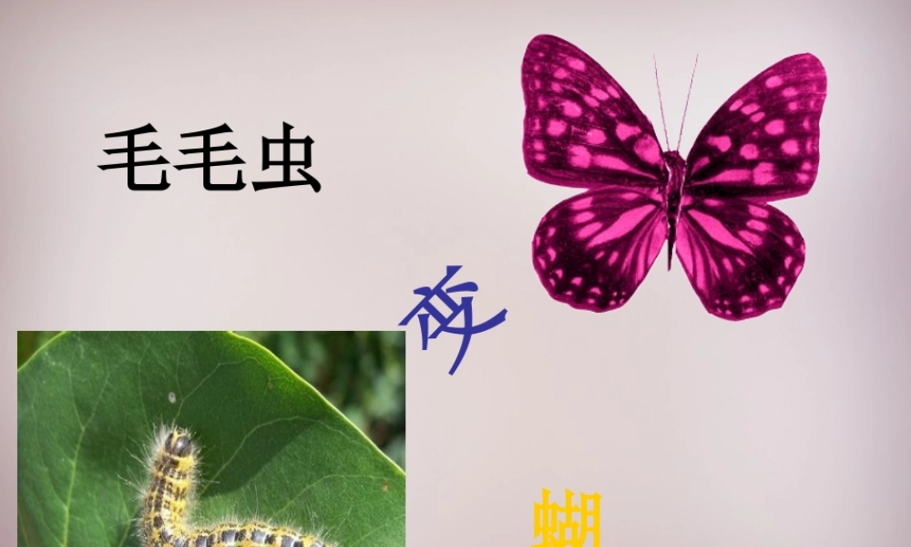 三年级语文上册《毛毛虫的故事》课件3 语文A版-语文A版小学三年级上册语文课件