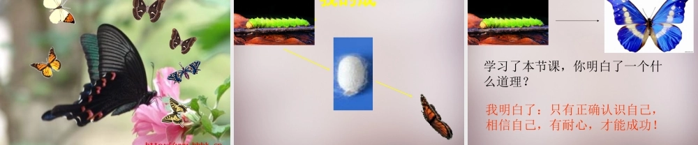 三年级语文上册《毛毛虫的故事》课件3 语文A版-语文A版小学三年级上册语文课件