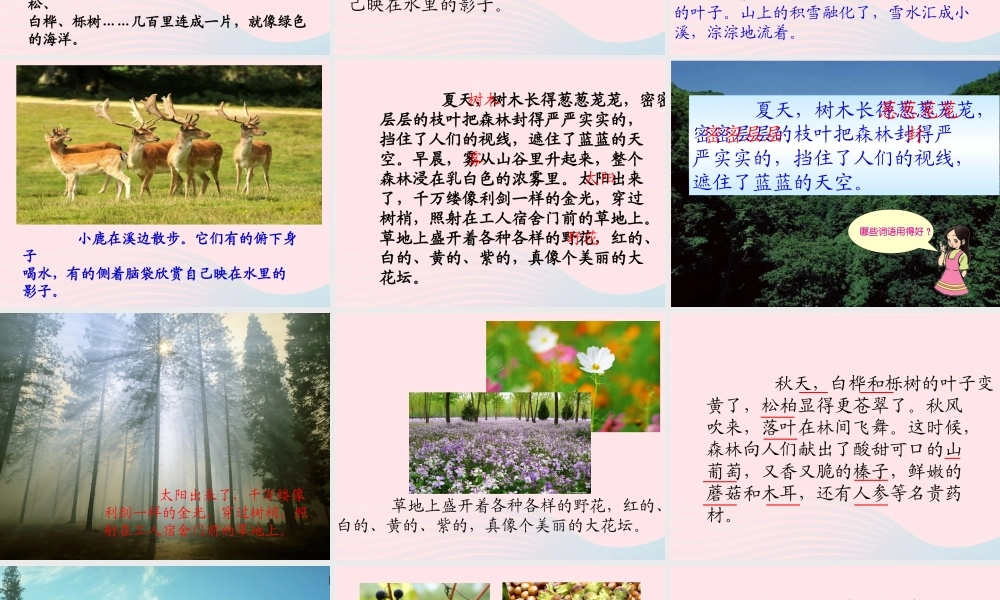 三年级语文上册 第五单元 19《美丽的小兴安岭》参考课件 鲁教版-鲁教版小学三年级上册语文课件