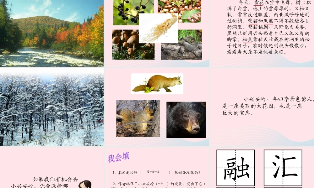 三年级语文上册 第五单元 19《美丽的小兴安岭》参考课件 鲁教版-鲁教版小学三年级上册语文课件