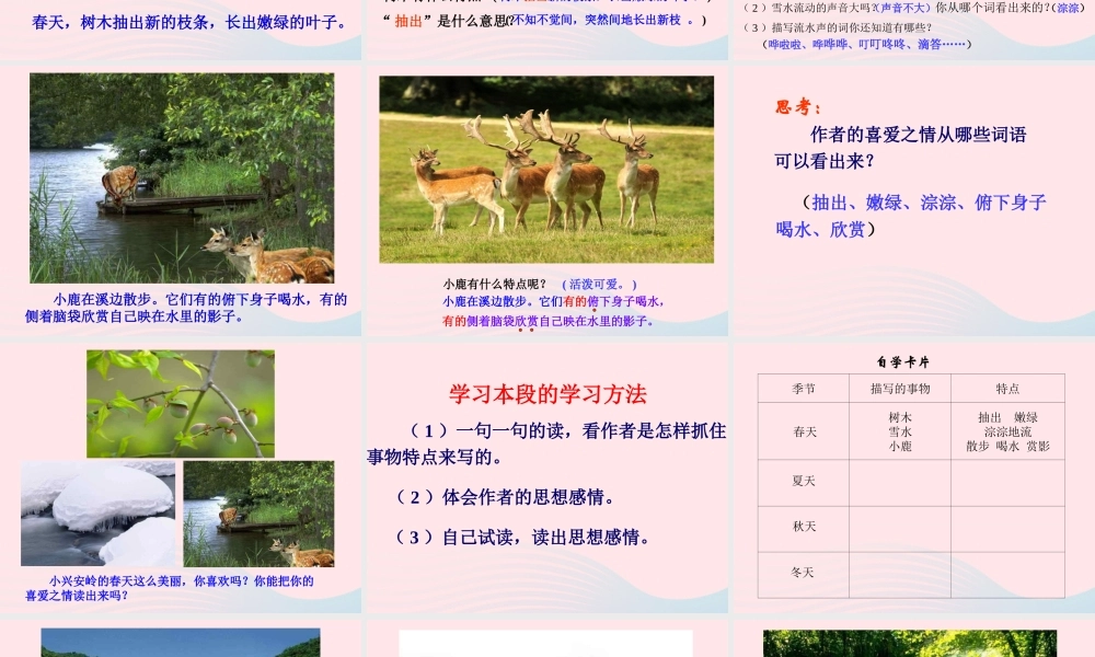 三年级语文上册 第五单元 19《美丽的小兴安岭》教学课件 鲁教版-鲁教版小学三年级上册语文课件