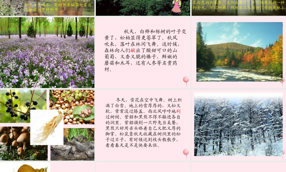 三年级语文上册 第五单元 19《美丽的小兴安岭》课件 鲁教版-鲁教版小学三年级上册语文课件