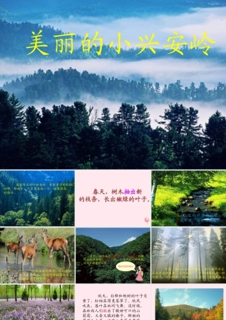 三年级语文上册 第五单元 19《美丽的小兴安岭》课件 鲁教版-鲁教版小学三年级上册语文课件