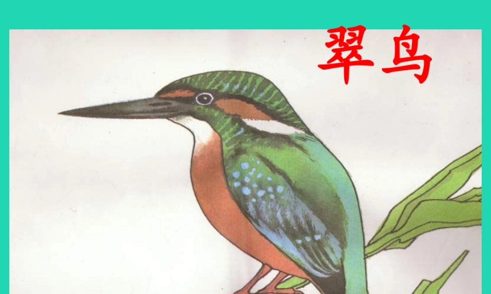 三年级语文上册 第三单元 第11课《翠鸟》课件1 语文S版-语文S版小学三年级上册语文课件
