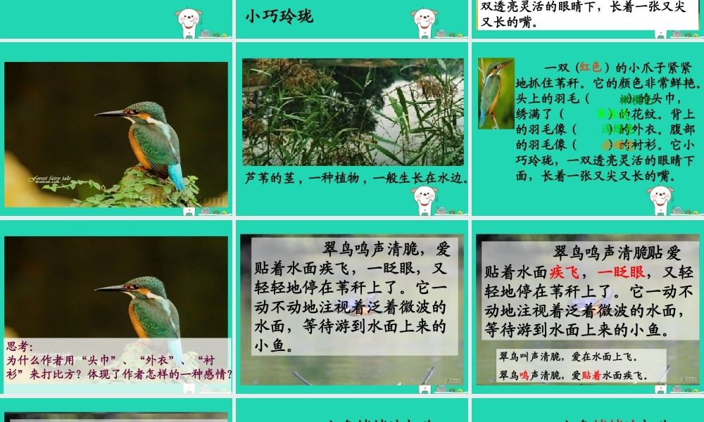 三年级语文上册 第三单元 第11课《翠鸟》课件1 语文S版-语文S版小学三年级上册语文课件