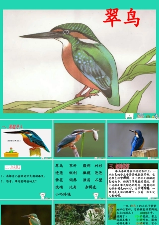 三年级语文上册 第三单元 第11课《翠鸟》课件1 语文S版-语文S版小学三年级上册语文课件