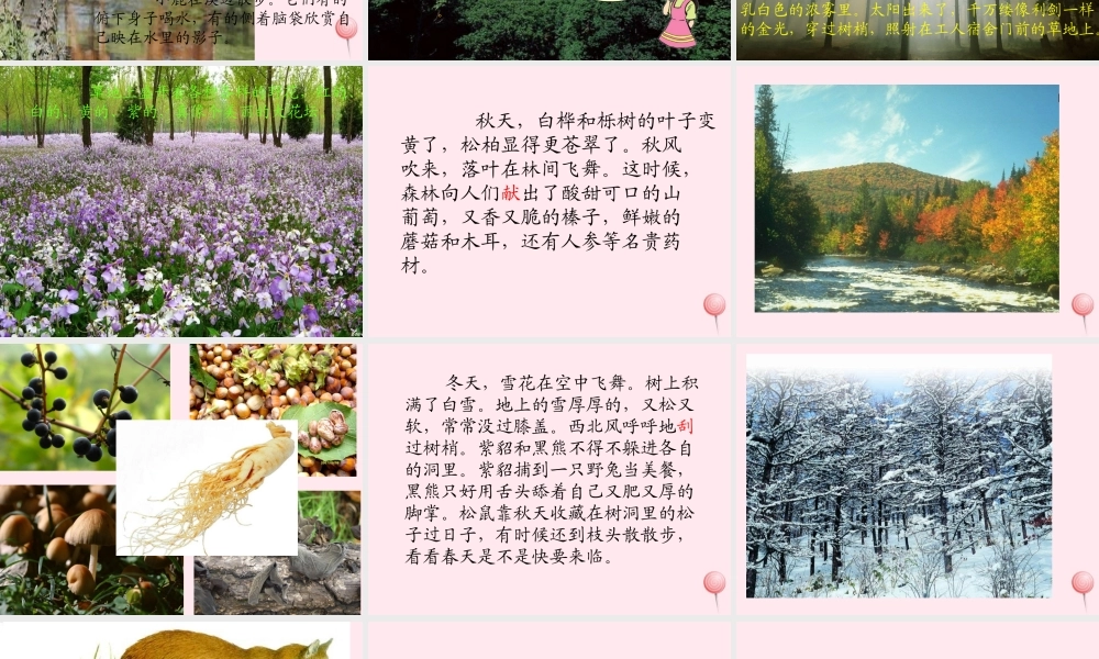 三年级语文上册 第五单元 19《美丽的小兴安岭》同步课件 鲁教版-鲁教版小学三年级上册语文课件