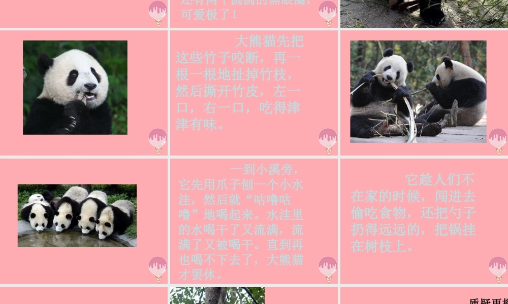 三年级语文上册 第三单元 可爱的大熊猫课件2 西师大版-西师大版小学三年级上册语文课件