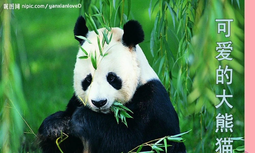 三年级语文上册 第三单元 可爱的大熊猫课件3 西师大版-西师大版小学三年级上册语文课件