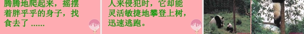 三年级语文上册 第三单元 可爱的大熊猫课件4 西师大版-西师大版小学三年级上册语文课件