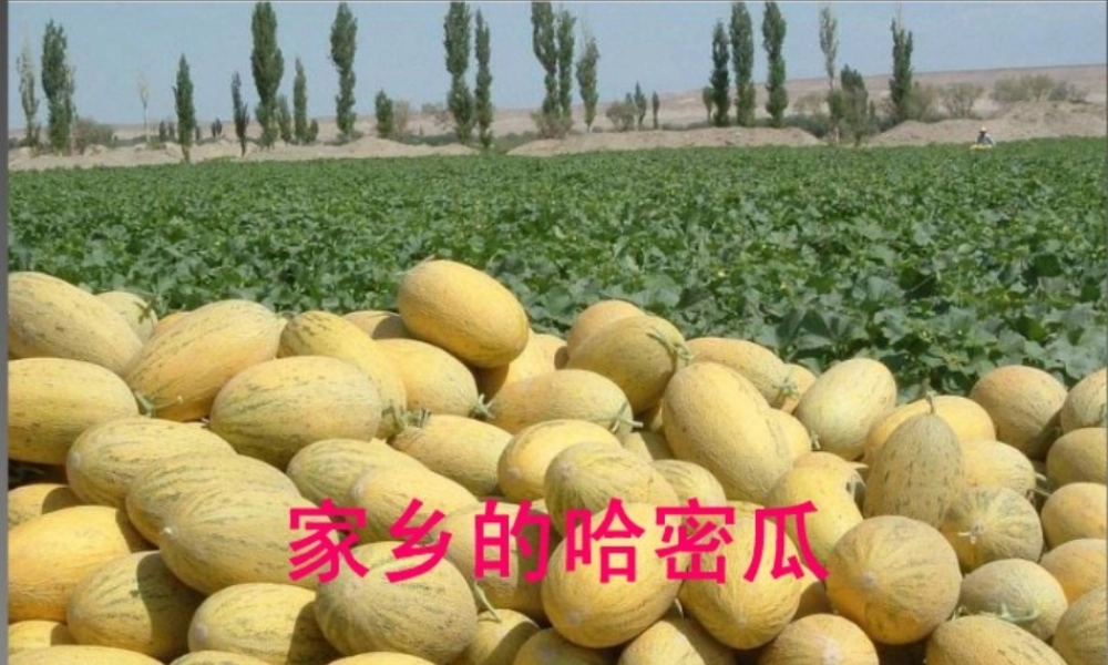 三年级语文上册 第四单元 家乡的哈密瓜 菱课件2 湘教版-湘教版小学三年级上册语文课件