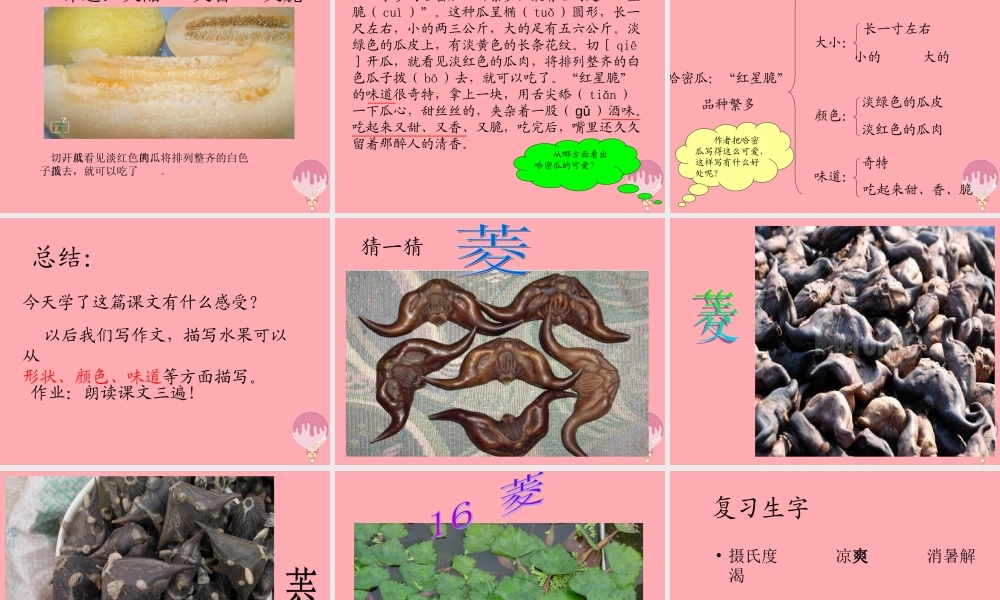 三年级语文上册 第四单元 家乡的哈密瓜 菱课件2 湘教版-湘教版小学三年级上册语文课件