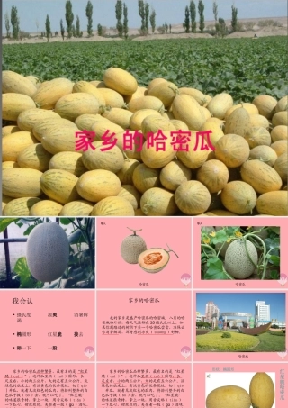 三年级语文上册 第四单元 家乡的哈密瓜 菱课件2 湘教版-湘教版小学三年级上册语文课件