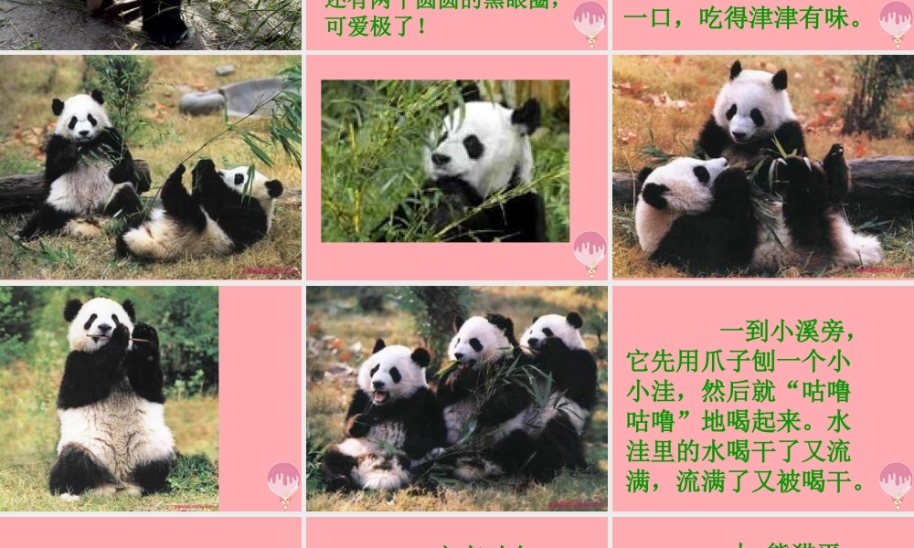 三年级语文上册 第三单元 可爱的大熊猫课件5 西师大版-西师大版小学三年级上册语文课件