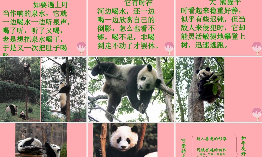 三年级语文上册 第三单元 可爱的大熊猫课件5 西师大版-西师大版小学三年级上册语文课件