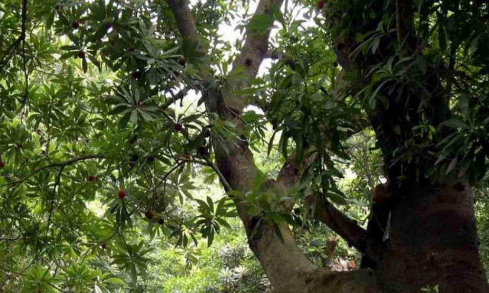 三年级语文上册《我爱故乡的杨梅》课件1 语文A版-语文A版小学三年级上册语文课件