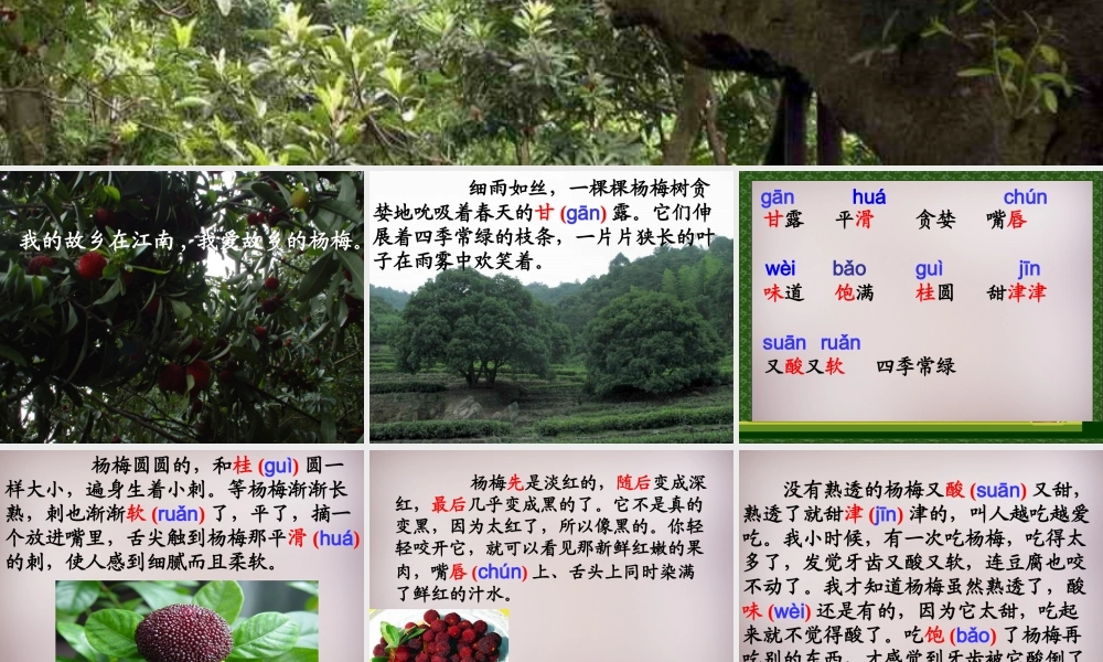 三年级语文上册《我爱故乡的杨梅》课件1 语文A版-语文A版小学三年级上册语文课件