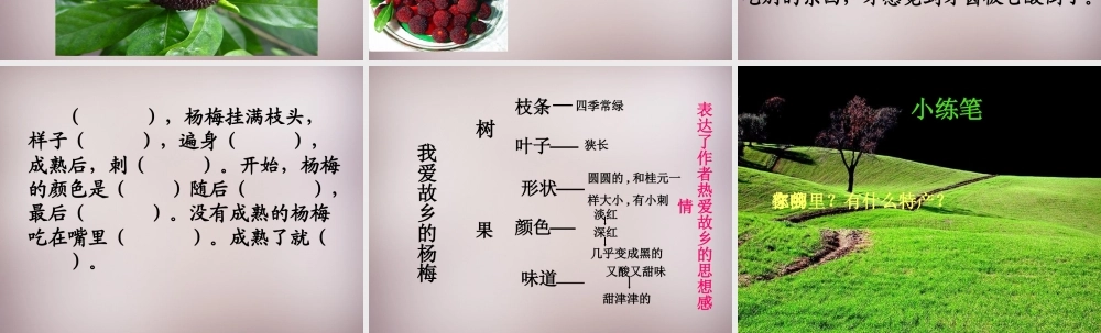 三年级语文上册《我爱故乡的杨梅》课件1 语文A版-语文A版小学三年级上册语文课件