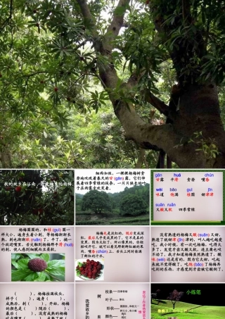 三年级语文上册《我爱故乡的杨梅》课件1 语文A版-语文A版小学三年级上册语文课件