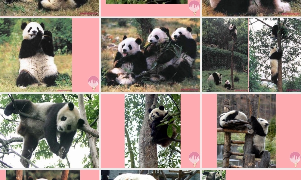 三年级语文上册 第三单元 可爱的大熊猫课件6 西师大版-西师大版小学三年级上册语文课件