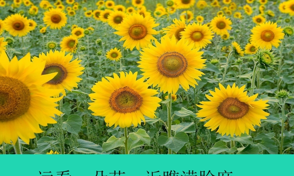 三年级语文上册 第六单元 18小稻秧脱险记课件 苏教版-苏教版小学三年级上册语文课件