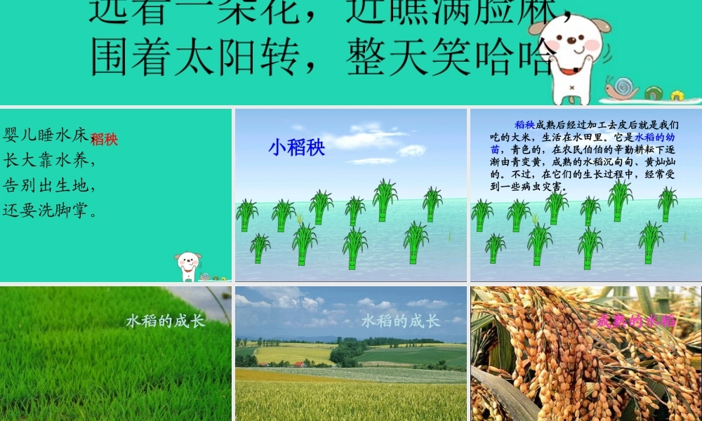 三年级语文上册 第六单元 18小稻秧脱险记课件 苏教版-苏教版小学三年级上册语文课件