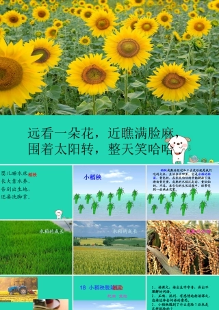 三年级语文上册 第六单元 18小稻秧脱险记课件 苏教版-苏教版小学三年级上册语文课件