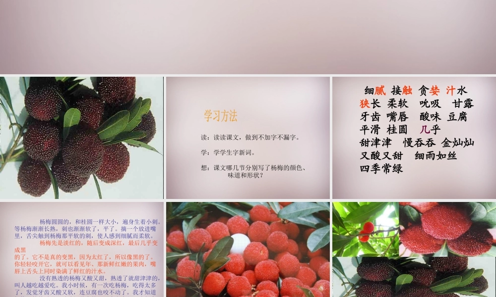 三年级语文上册《我爱故乡的杨梅》课件2 语文A版-语文A版小学三年级上册语文课件