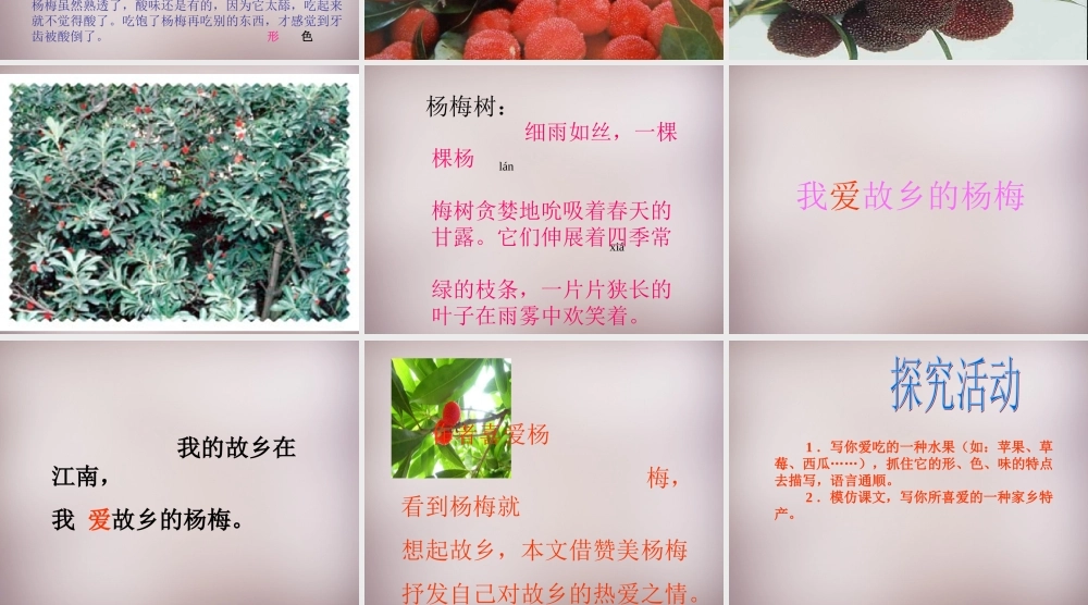 三年级语文上册《我爱故乡的杨梅》课件2 语文A版-语文A版小学三年级上册语文课件