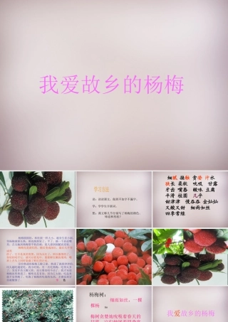 三年级语文上册《我爱故乡的杨梅》课件2 语文A版-语文A版小学三年级上册语文课件