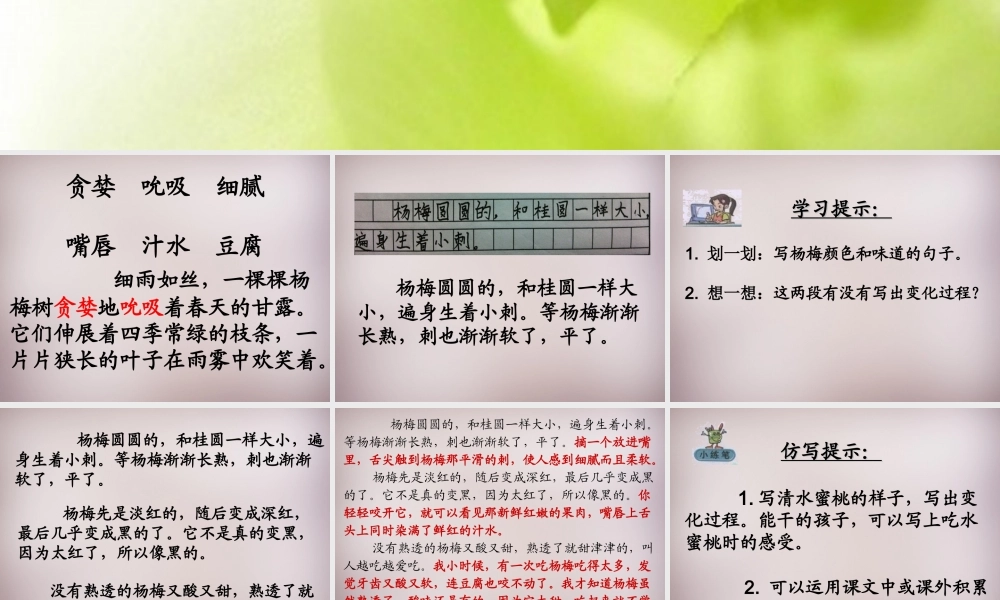 三年级语文上册《我爱故乡的杨梅》课件3 语文A版-语文A版小学三年级上册语文课件