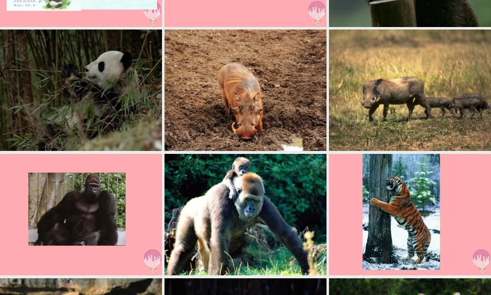 三年级语文上册 第五单元 动物治病办法多课件1 湘教版-湘教版小学三年级上册语文课件