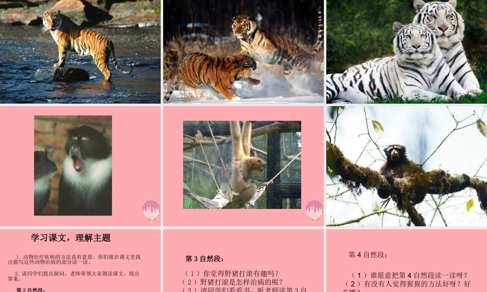 三年级语文上册 第五单元 动物治病办法多课件1 湘教版-湘教版小学三年级上册语文课件