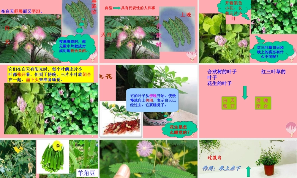 三年级语文上册 第三单元 植物的睡眠课件2 西师大版-西师大版小学三年级上册语文课件