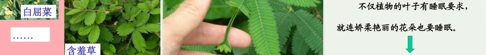 三年级语文上册 第三单元 植物的睡眠课件2 西师大版-西师大版小学三年级上册语文课件