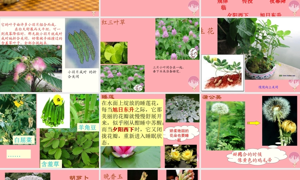 三年级语文上册 第三单元 植物的睡眠课件3 西师大版-西师大版小学三年级上册语文课件