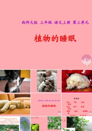 三年级语文上册 第三单元 植物的睡眠课件3 西师大版-西师大版小学三年级上册语文课件