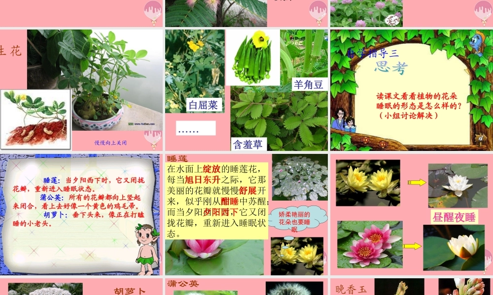 三年级语文上册 第三单元 植物的睡眠课件4 西师大版-西师大版小学三年级上册语文课件